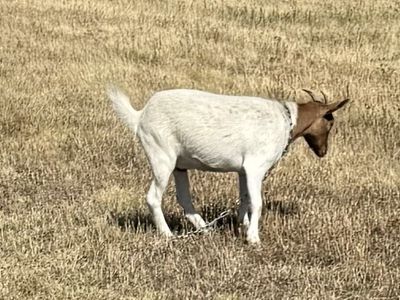 Three year old Nigerian dwarf mix
