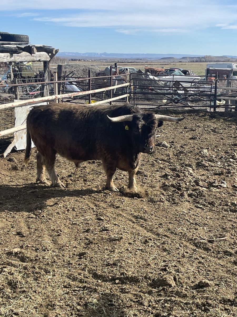 5-Year-Old Purebred Scottish Highland Bull