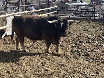 5-Year-Old Purebred Scottish Highland Bull