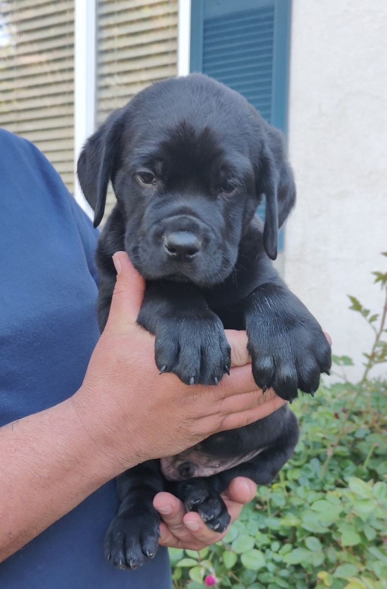Rottweiler / German Shorthaired Pointer puppies