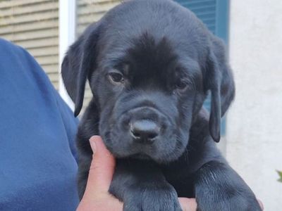 Rottweiler / German Shorthaired Pointer puppies