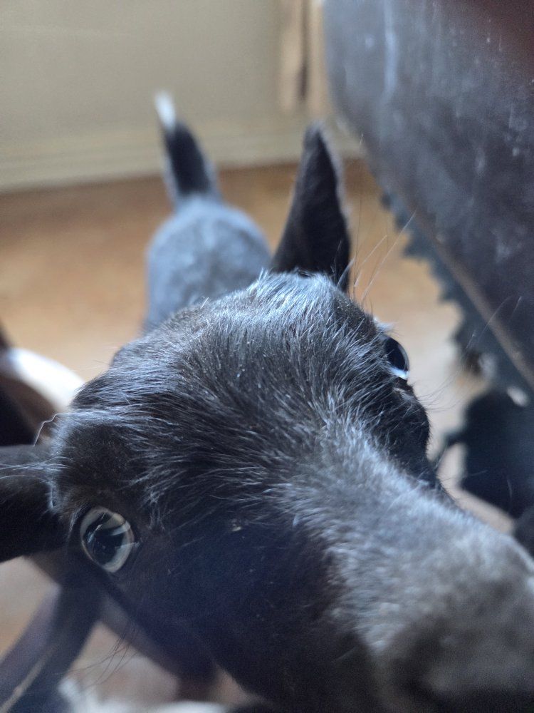 bottle baby goat
