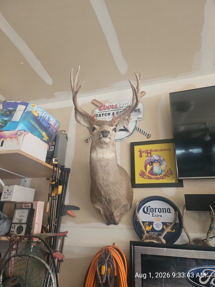 Taxidermy Mule Deer Shoulder Mount - Large Antlers