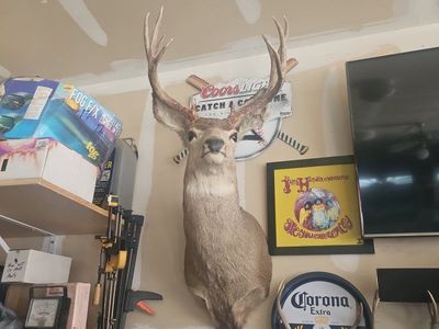 Taxidermy Mule Deer Shoulder Mount - Large Antlers