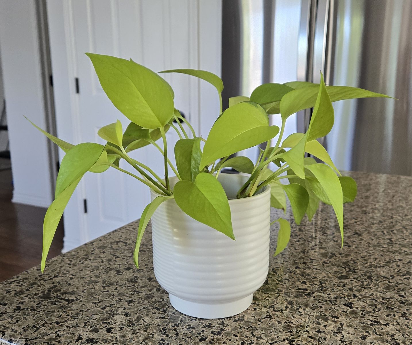 Neon Pothos