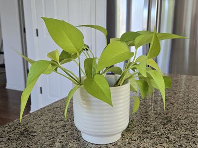 Neon Pothos
