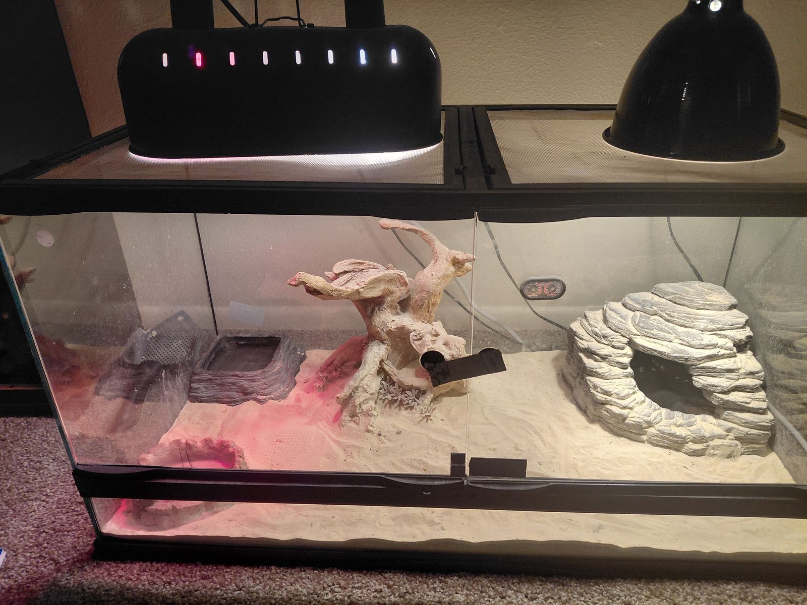 Desert terrarium set up