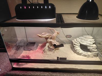 Desert terrarium set up
