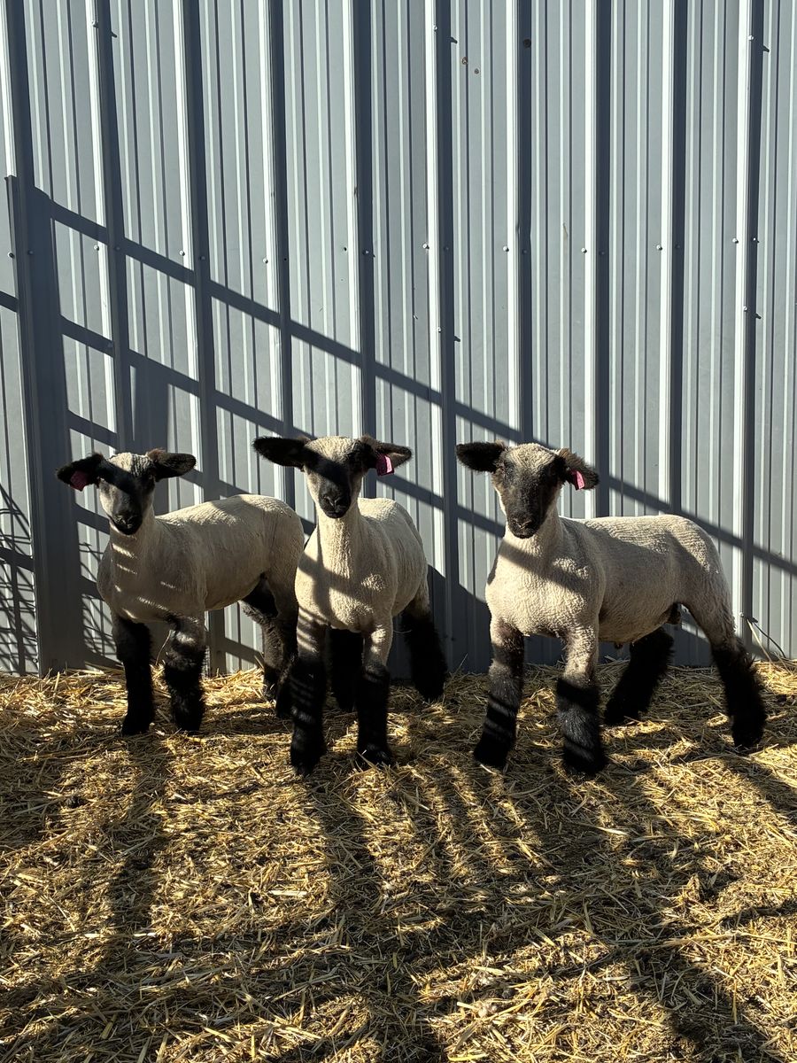 Jan. Born 4h/FFA Lambs