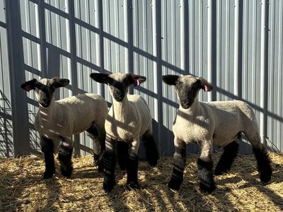 Jan. Born 4h/FFA Lambs
