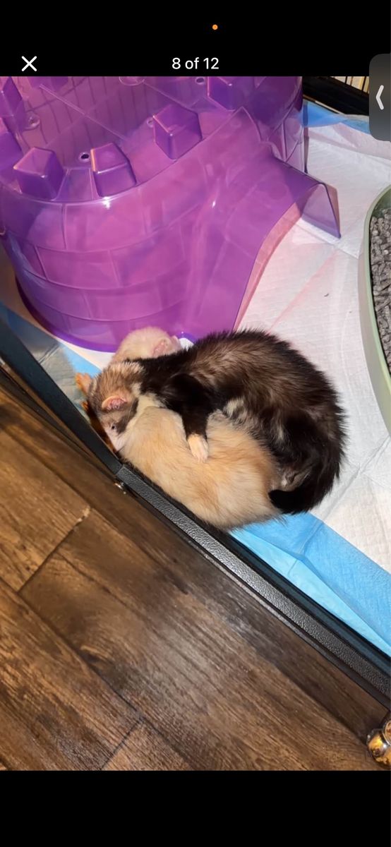 Ferrets