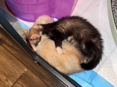 Ferrets