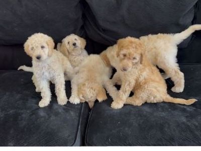 F1B Labradoodle puppies