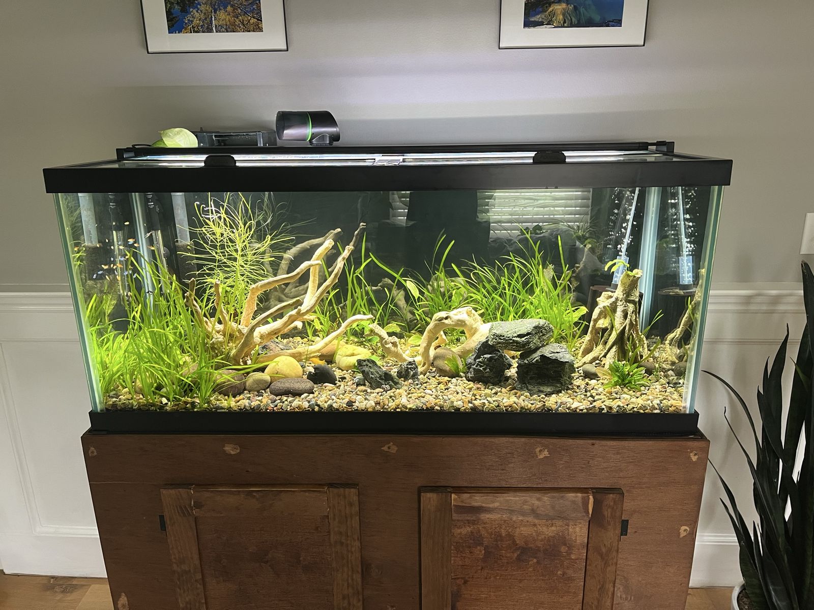 Aquarium Setup (75g)