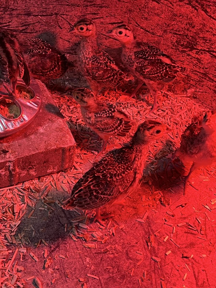 Main image 2