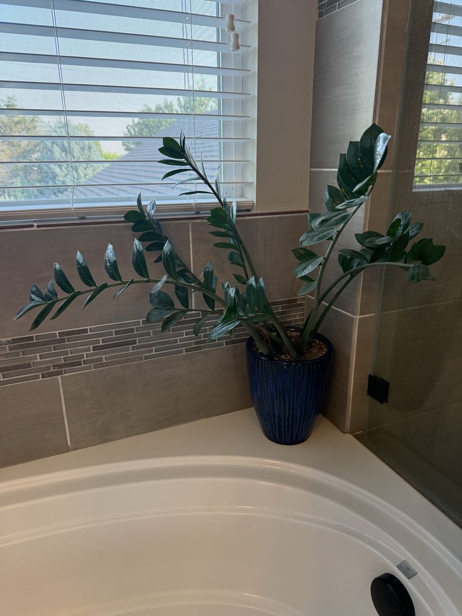 Potted ZZ Plant in Beautiful Blue Ceramic Pot