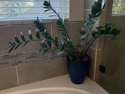 Potted ZZ Plant in Beautiful Blue Ceramic Pot