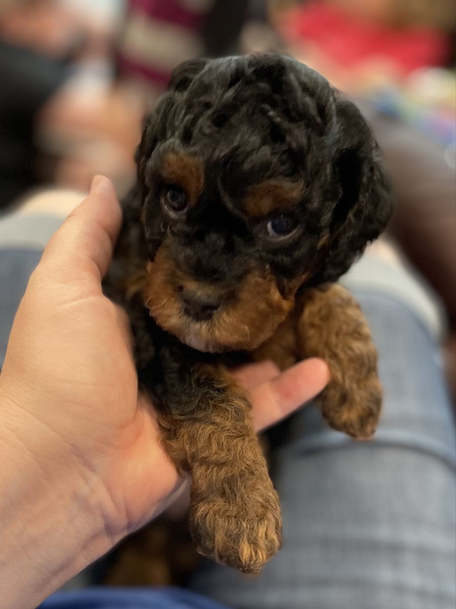 Multigenerational Cavapoo Hypoallergenic and 100% Clear Health