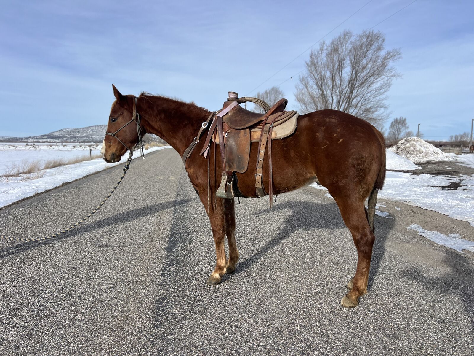 Rope Horse/Barrel Prospect AQHA Gelding
