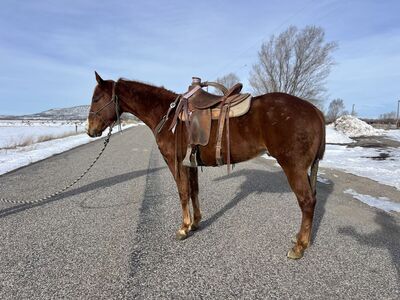 Rope Horse/Barrel Prospect AQHA Gelding