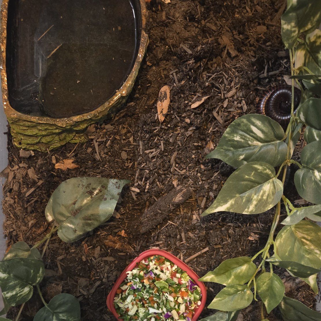 Two Female Giant African Millipedes
