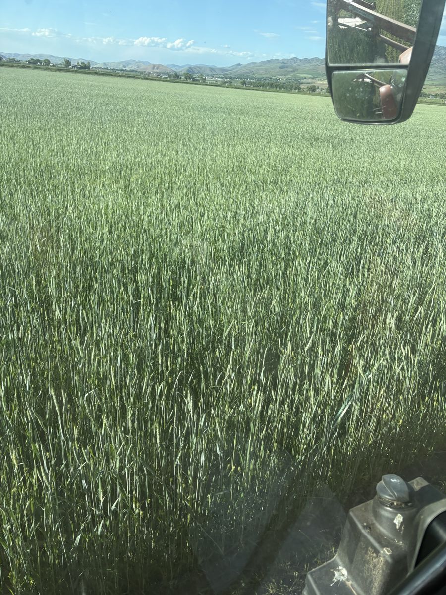 Excellent 3way weed free hay for sale