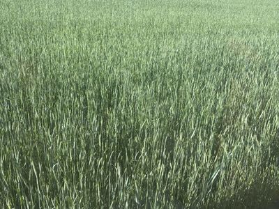 Excellent 3way weed free hay for sale