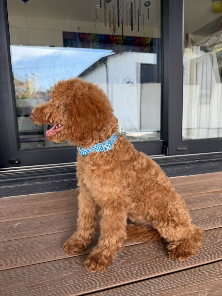 Darling house Trained Darling Mini Goldendoodle