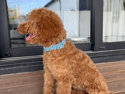 Darling house Trained Darling Mini Goldendoodle