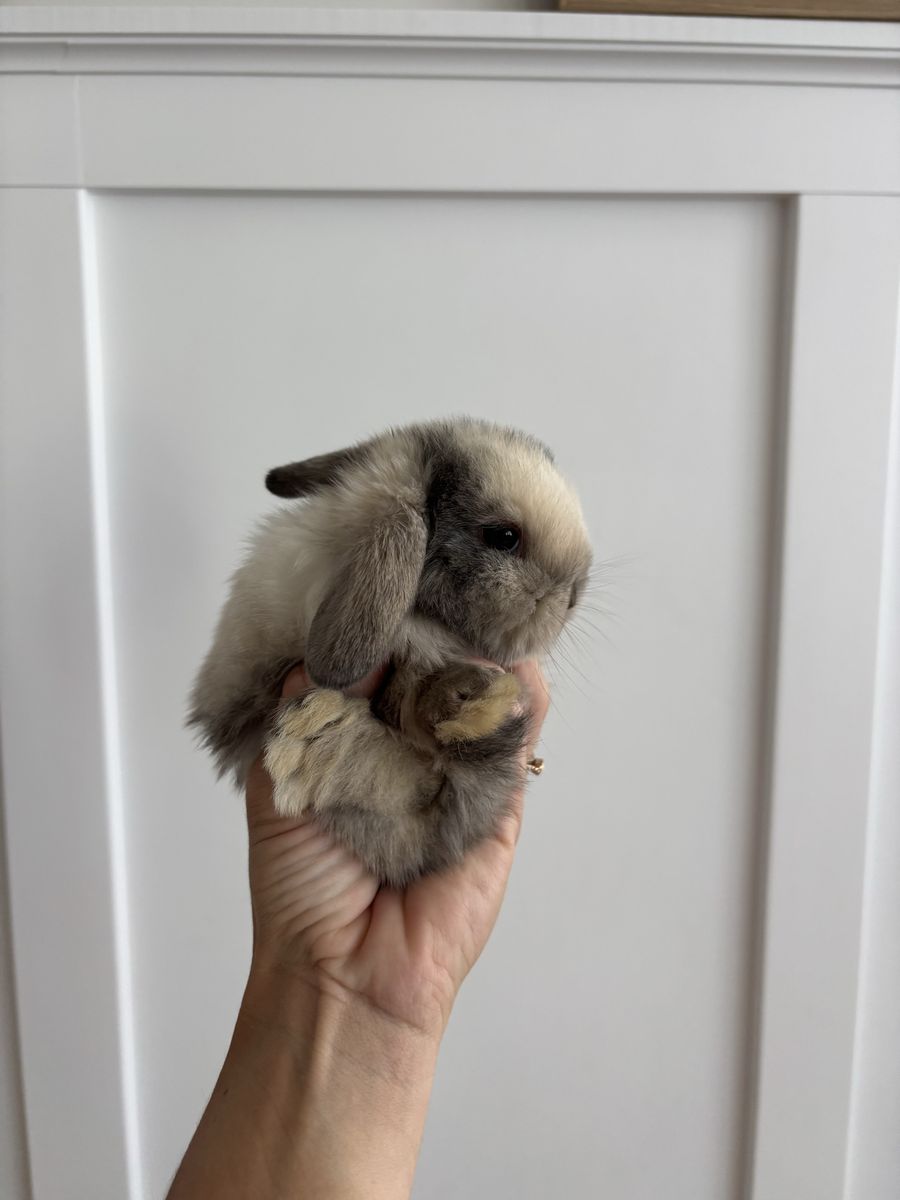 Holland lop doe