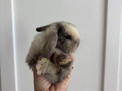 Holland lop doe