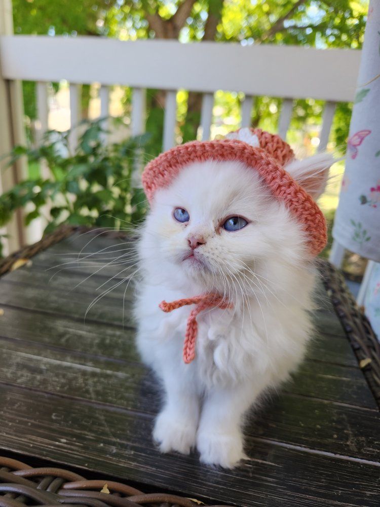 Persian Ragdoll mixed