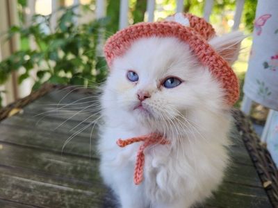 Persian Ragdoll mixed