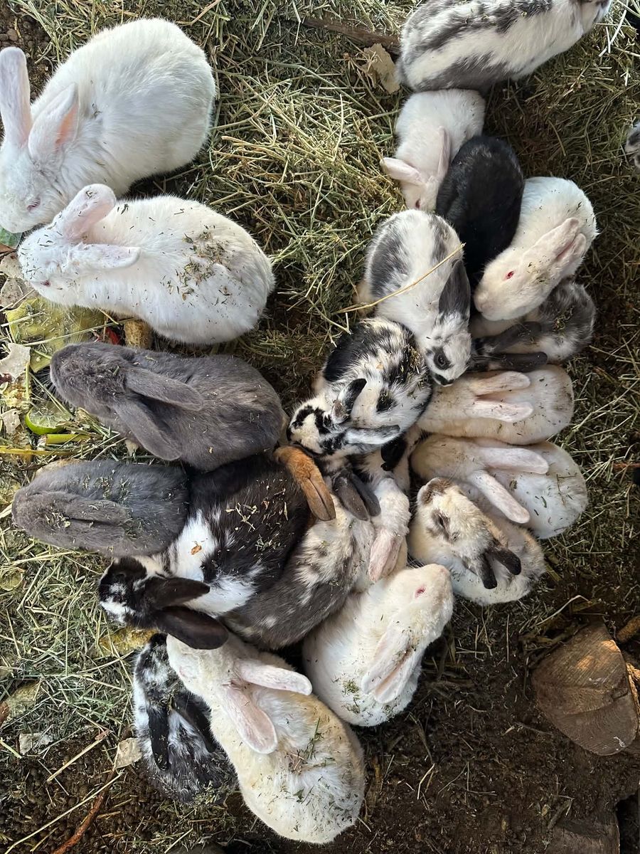 Free bunnies and rabbits