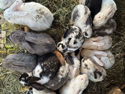 Free bunnies and rabbits