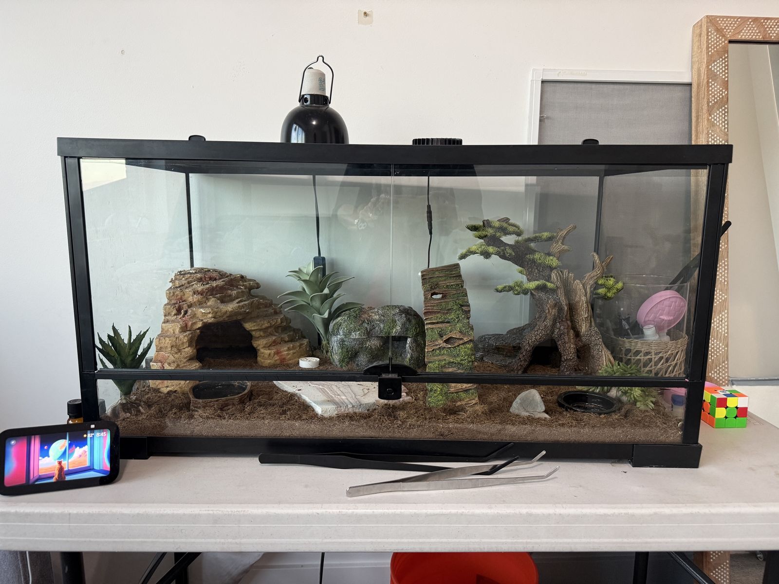 Leopard Gecko & cage