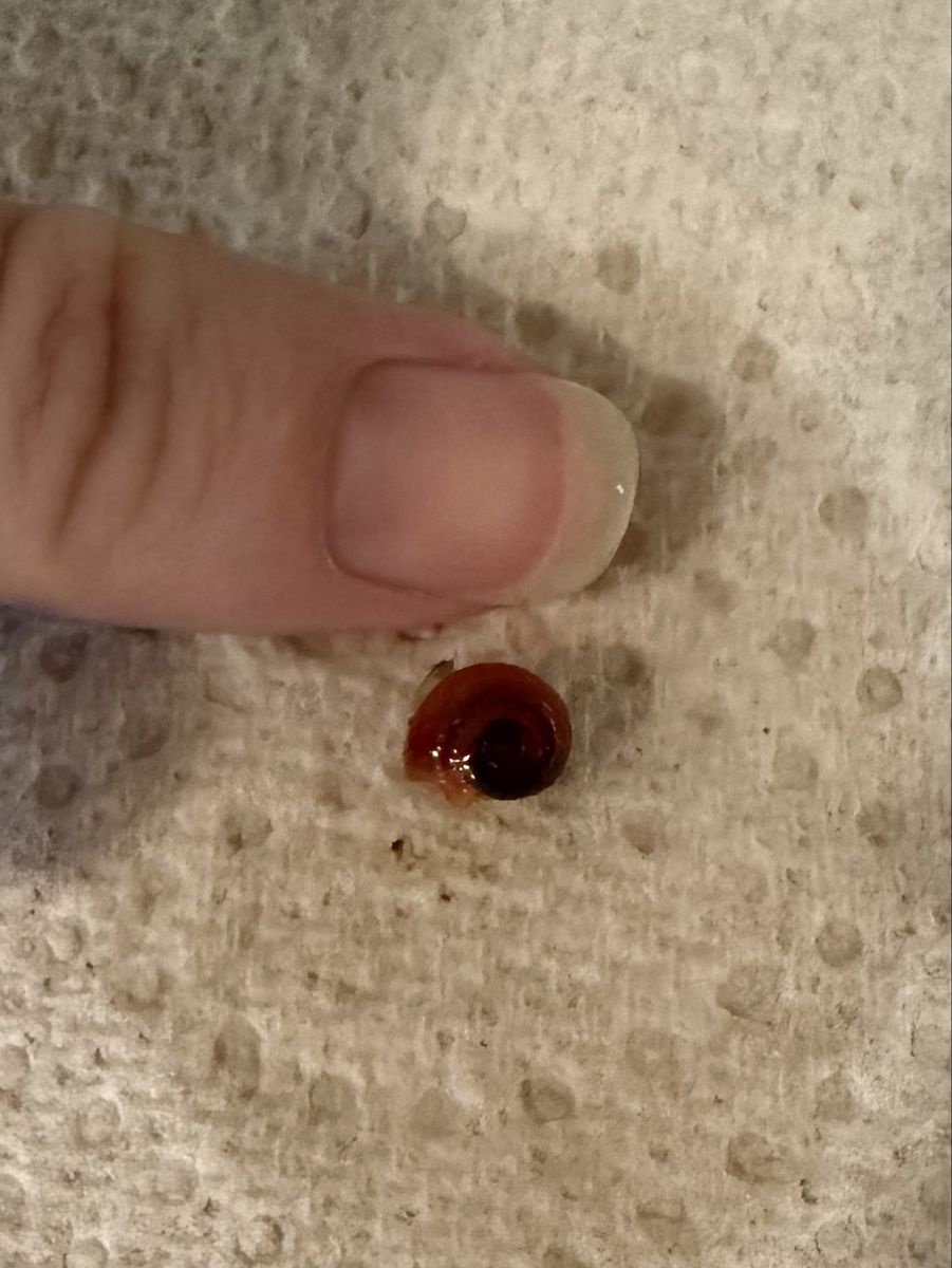 Baby Ramshorn Snails
