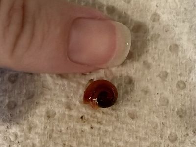 Baby Ramshorn Snails
