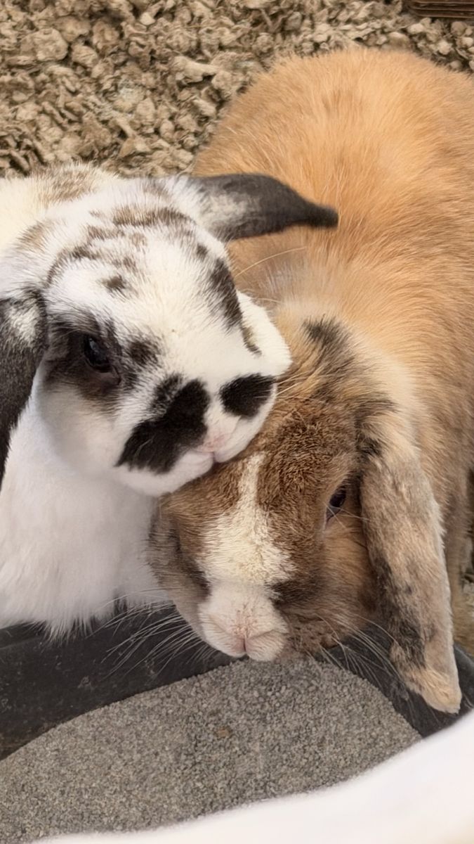 Neutered male mini lop