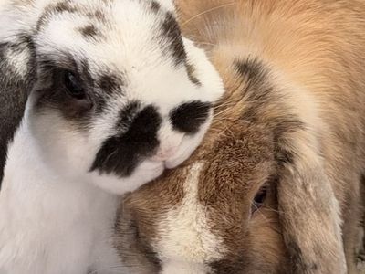 Neutered male mini lop