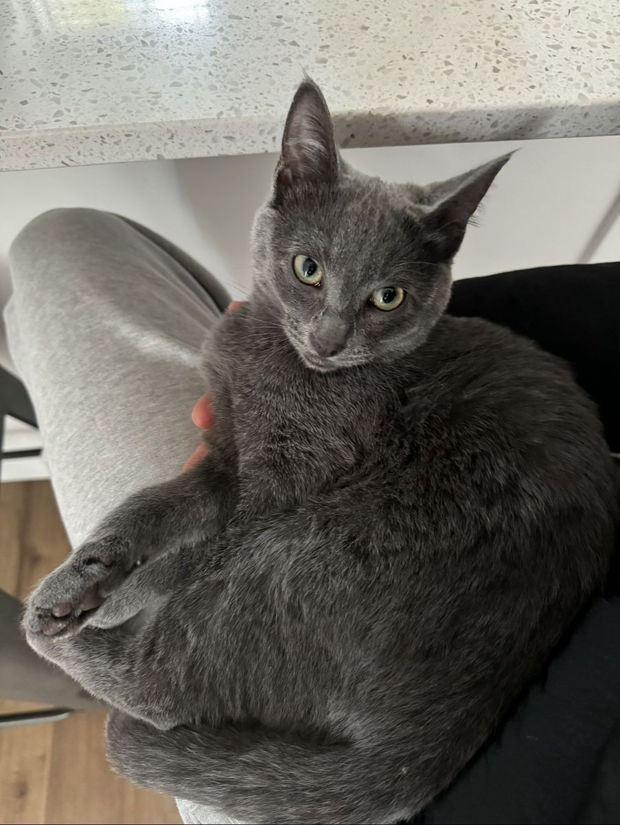 Adopt sweet Mila! Russian Blue