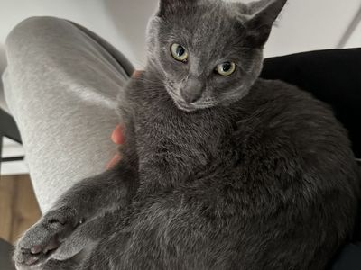 Adopt sweet Mila! Russian Blue