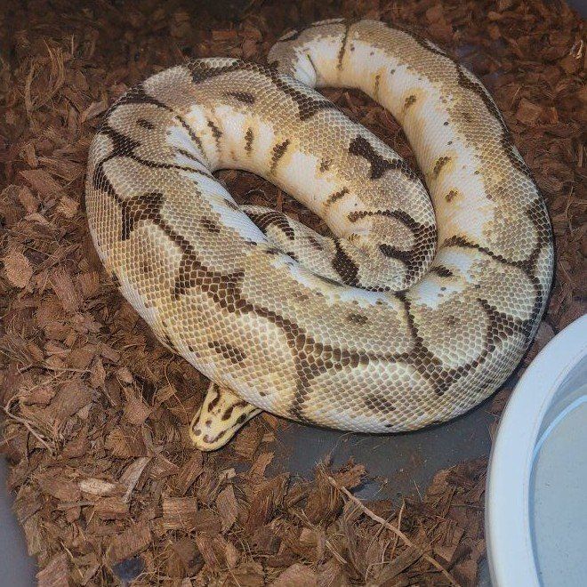Ball python