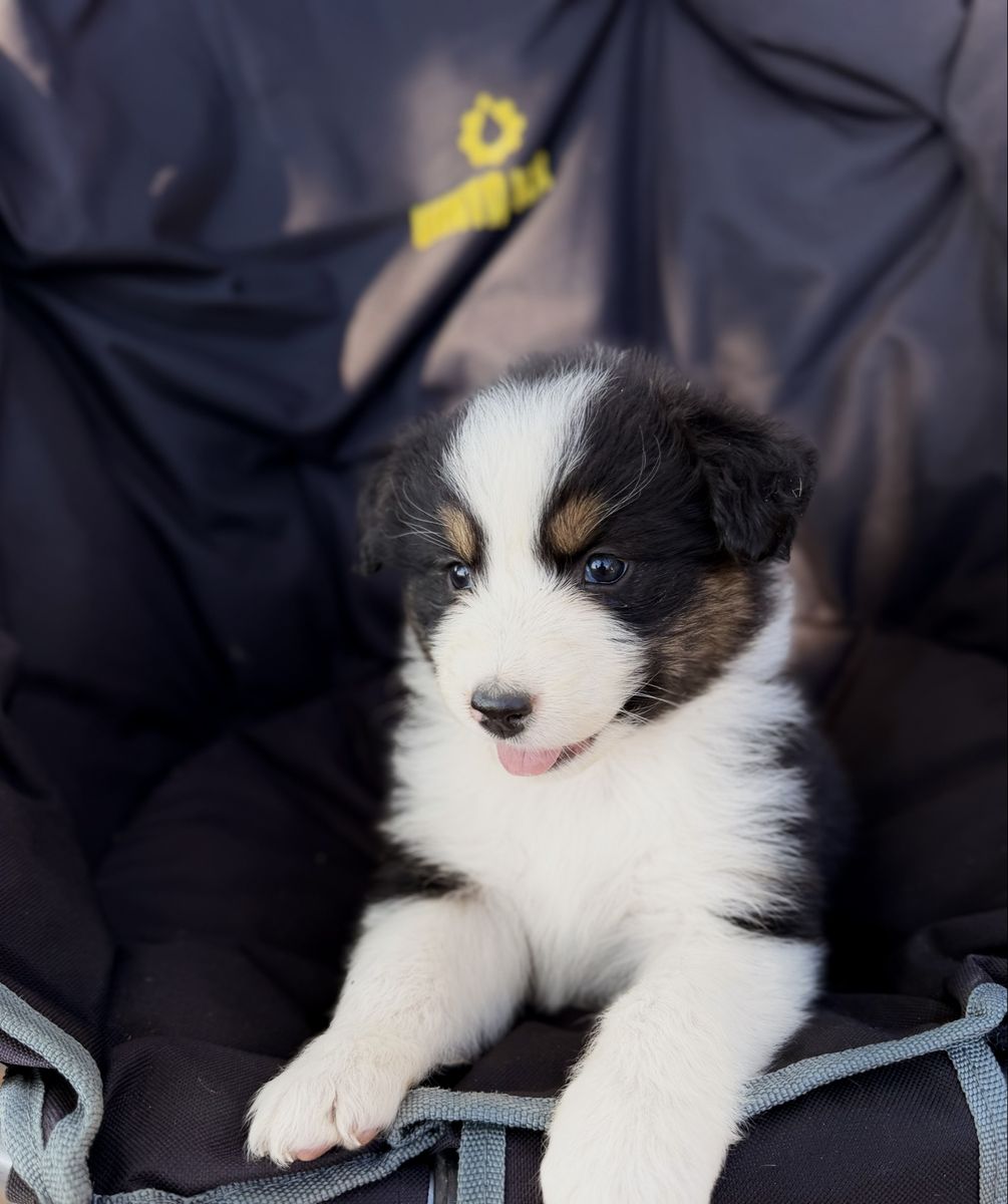 AKC registered ASCA eligible Australian Shepherd 