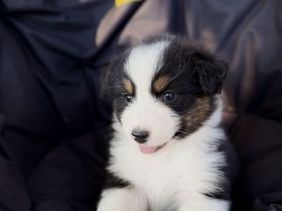 AKC registered ASCA eligible Australian Shepherd