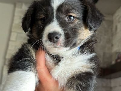 Corgis