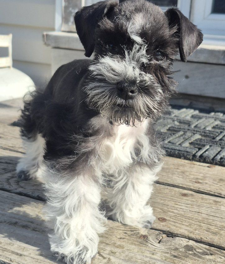 AKC mini/toy party Schnauzers