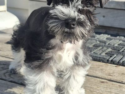 AKC mini/toy party Schnauzers
