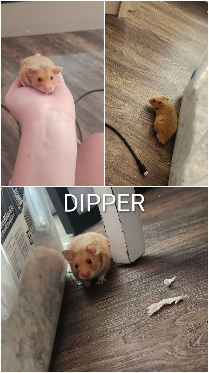 Sweet baby Syrian (Teddy Bear) Hamsters!