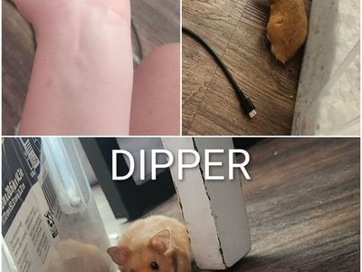 Sweet baby Syrian (Teddy Bear) Hamsters!